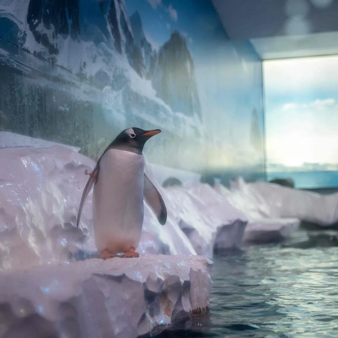 A gentoo penguin inside an enclosure at London Sea Life Aquarium.