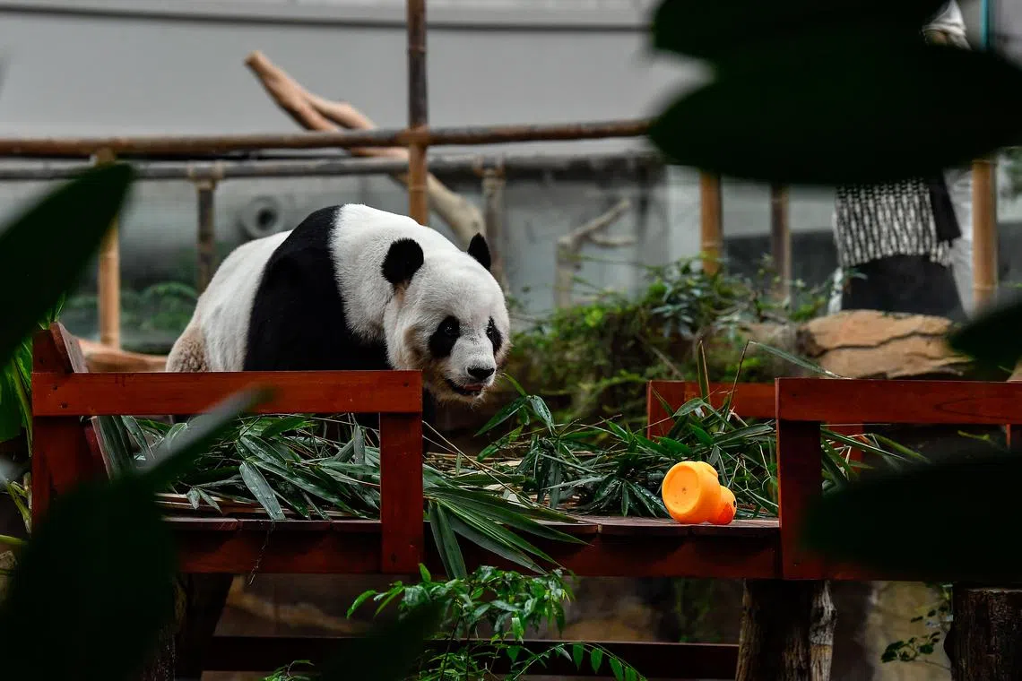The pandas are returning to China after spending 11 years in Malaysia.