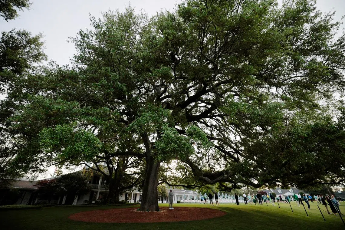 Golf - The Masters - Augusta National Golf Club, Augusta, Georgia, U.S. - April 6, 2026 General view of an oak tree near the club house during a practice round REUTERS/Brian Snyder