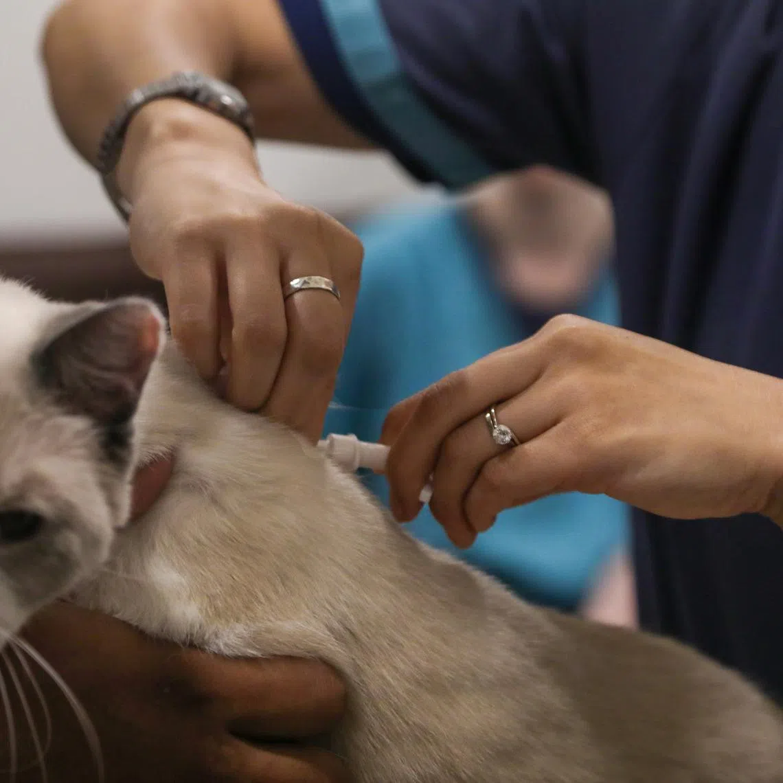 In the last 20 years, the number of vets expanded more than five times to about 700 licensed vets at end-2025.