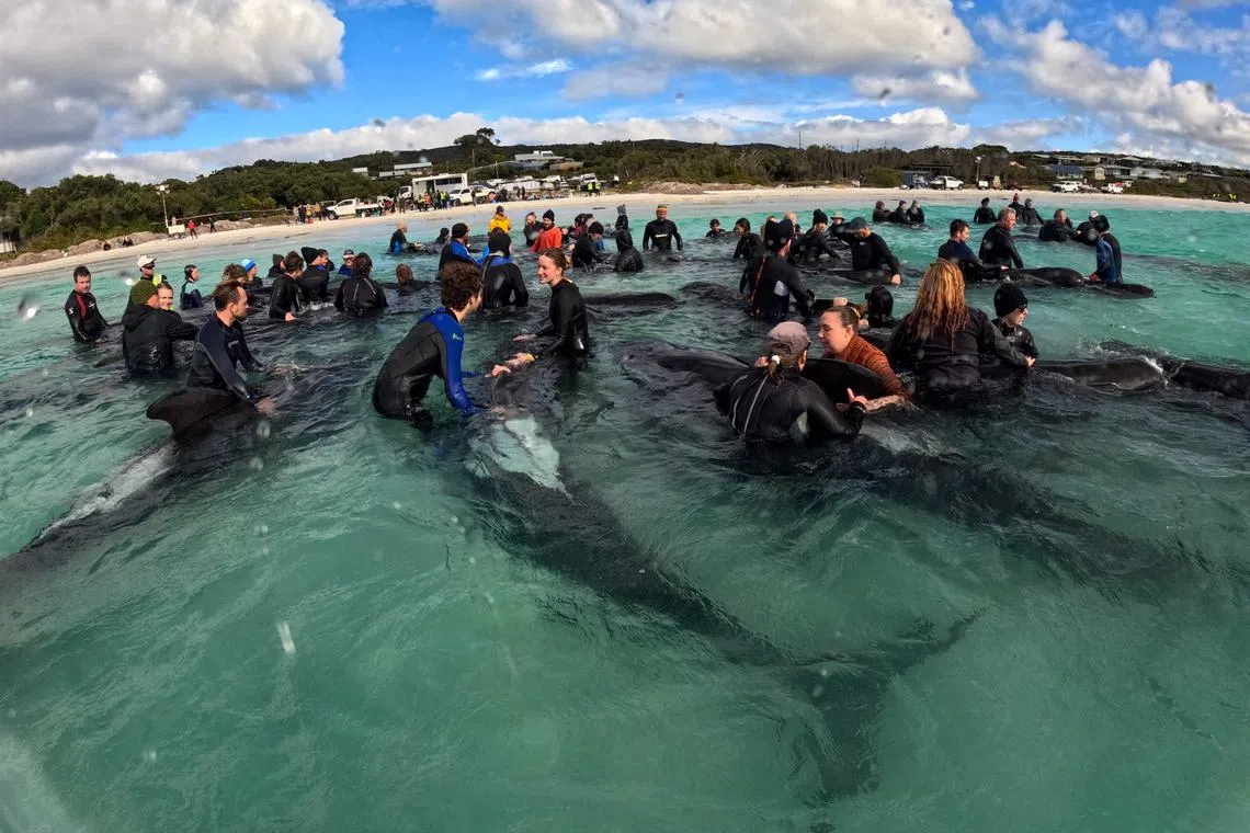 A handout photograph taken and released on July 26, 2023 by the Western Australia Department of Biodiversity, Conservation and Attractions, shows volunteers helping pilot whales, with more than 50 whales dying after stranding themselves on Cheynes Beach in Western Australia. Authorities said they were "optimistic" that the other 45 whales in the pod could survive. 