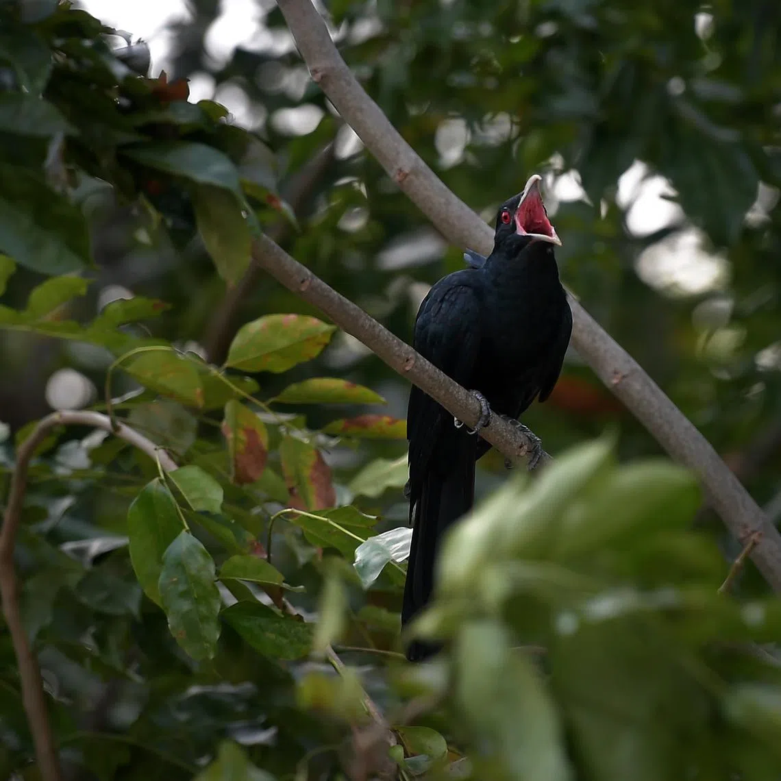 The distinctive shrill mating call of the Asian koel is often heard in the wee hours of the morning.