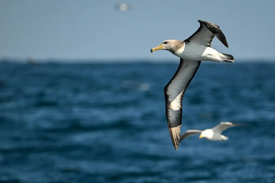 While warmer oceans have historically caused fish and other marine species to shrink in size, seabirds such as albatrosses have seen their geographic range contract.