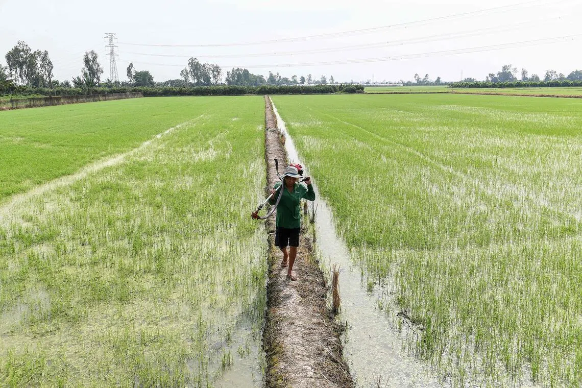 Global rice demand – in Africa as well as Asia – is soaring. Yet, yields are stagnating. 
