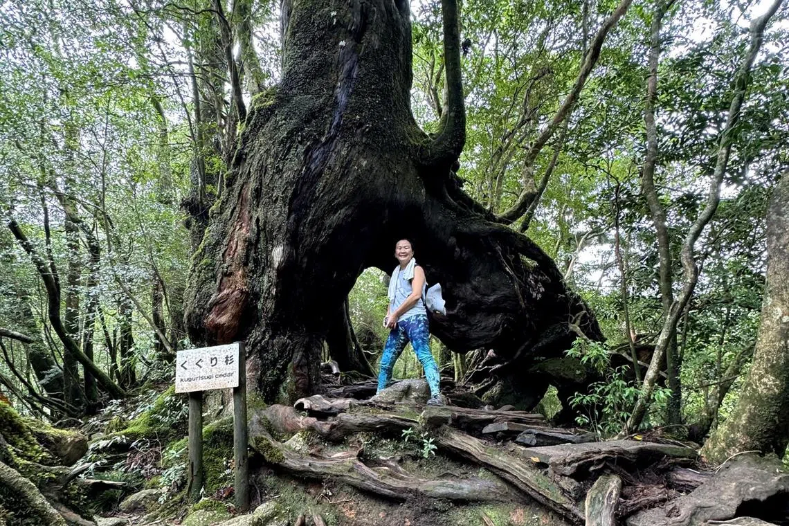 The writer in Yakushima, whose lush forests, towering trees, thick canopies and moss-covered grounds inspired the 1997 film Princess Mononoke.