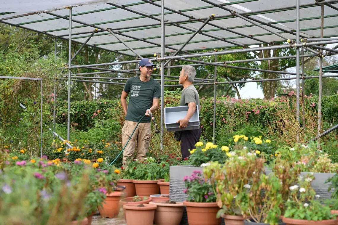 EGC’s 8,557 sq m plot in Jalan Penjara supplies produce to about 100 restaurants and 20 households weekly.