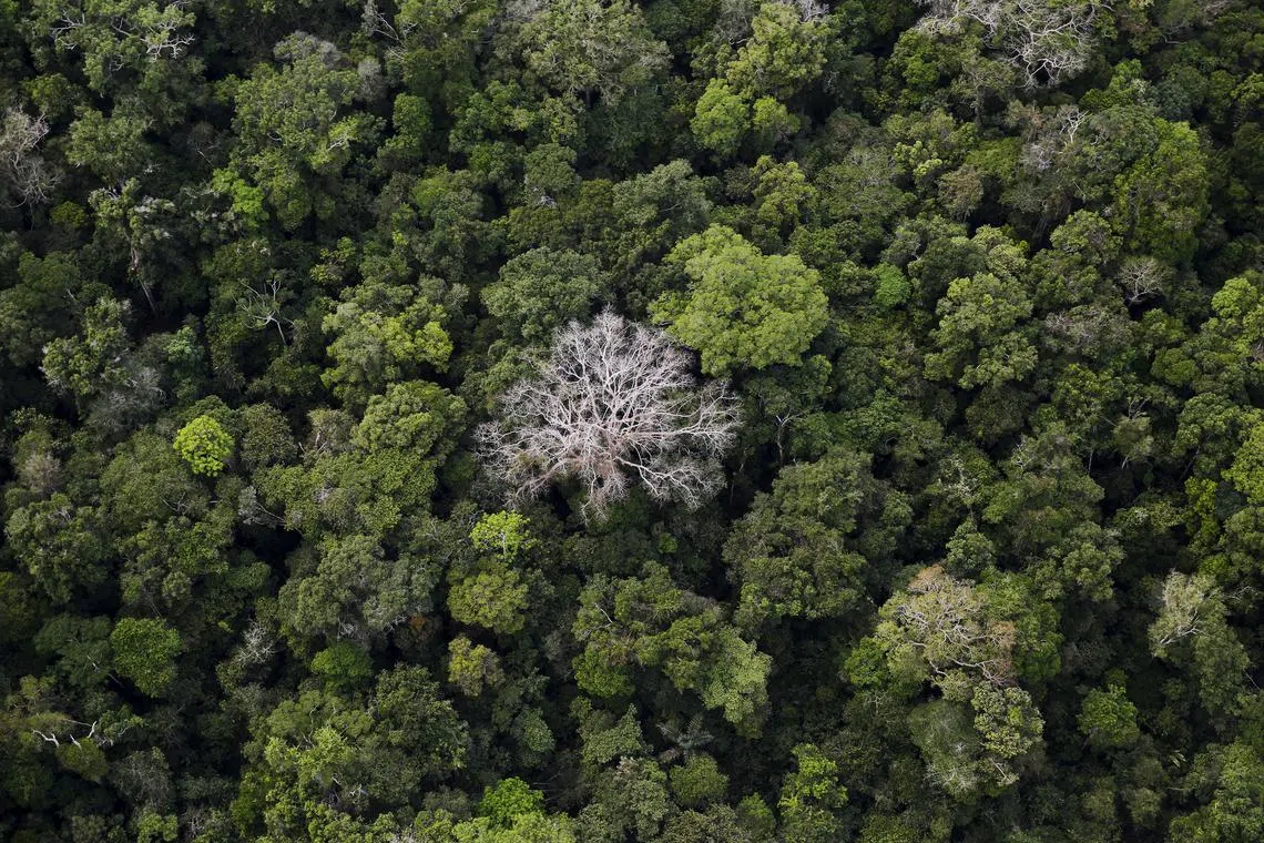 FILE PHOTO: An aerial view shows the Amazon rainforest at the Bom Futuro National Forest near Rio Pardo in Porto Velho, Rondonia State, Brazil, September 3, 2015. REUTERS/Nacho Doce/File Photo