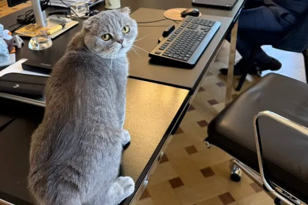 Belgium PM’s cat grabs the spotlight