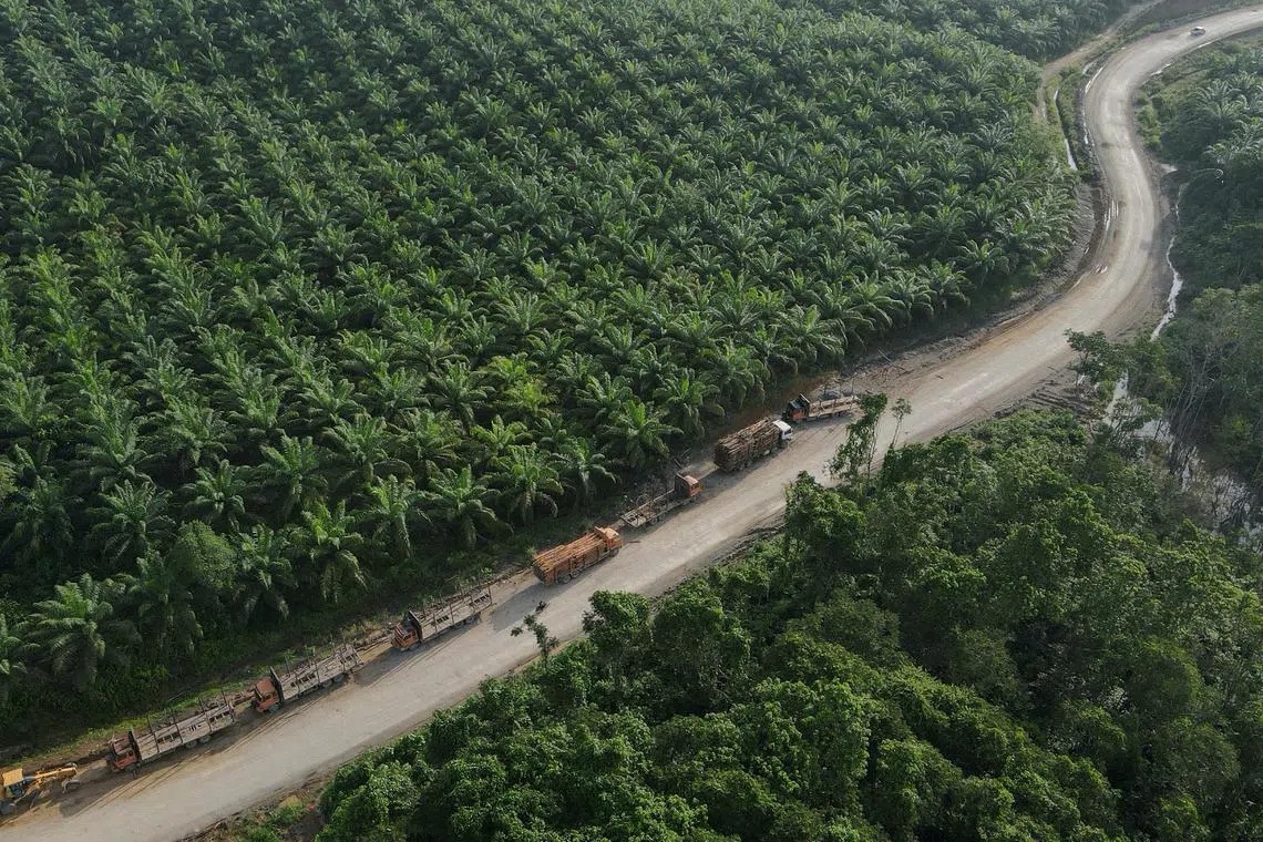 A palm oil plantation at a village near Indonesia's projected new capital, Nusantara National Capital, Sepaku, East Kalimantan province. 