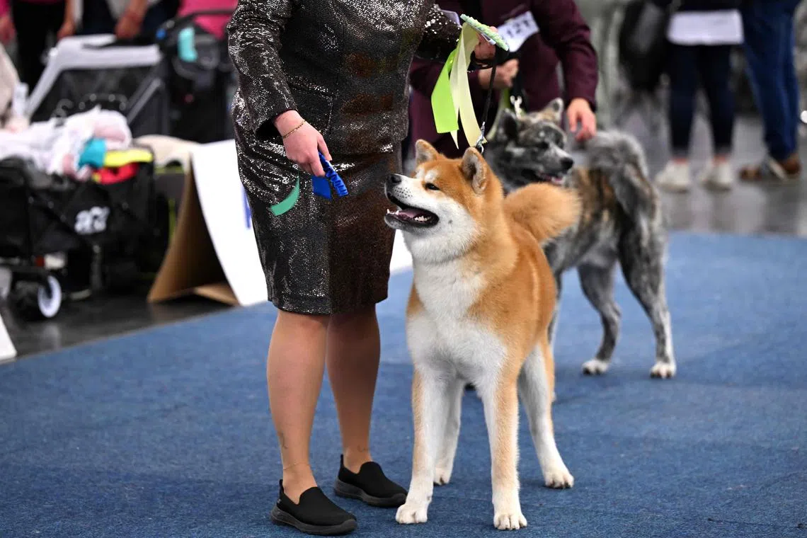 Designated as a natural monument in 1931, the Akita is Japan’s only large dog breed and was originally bred for hunting.