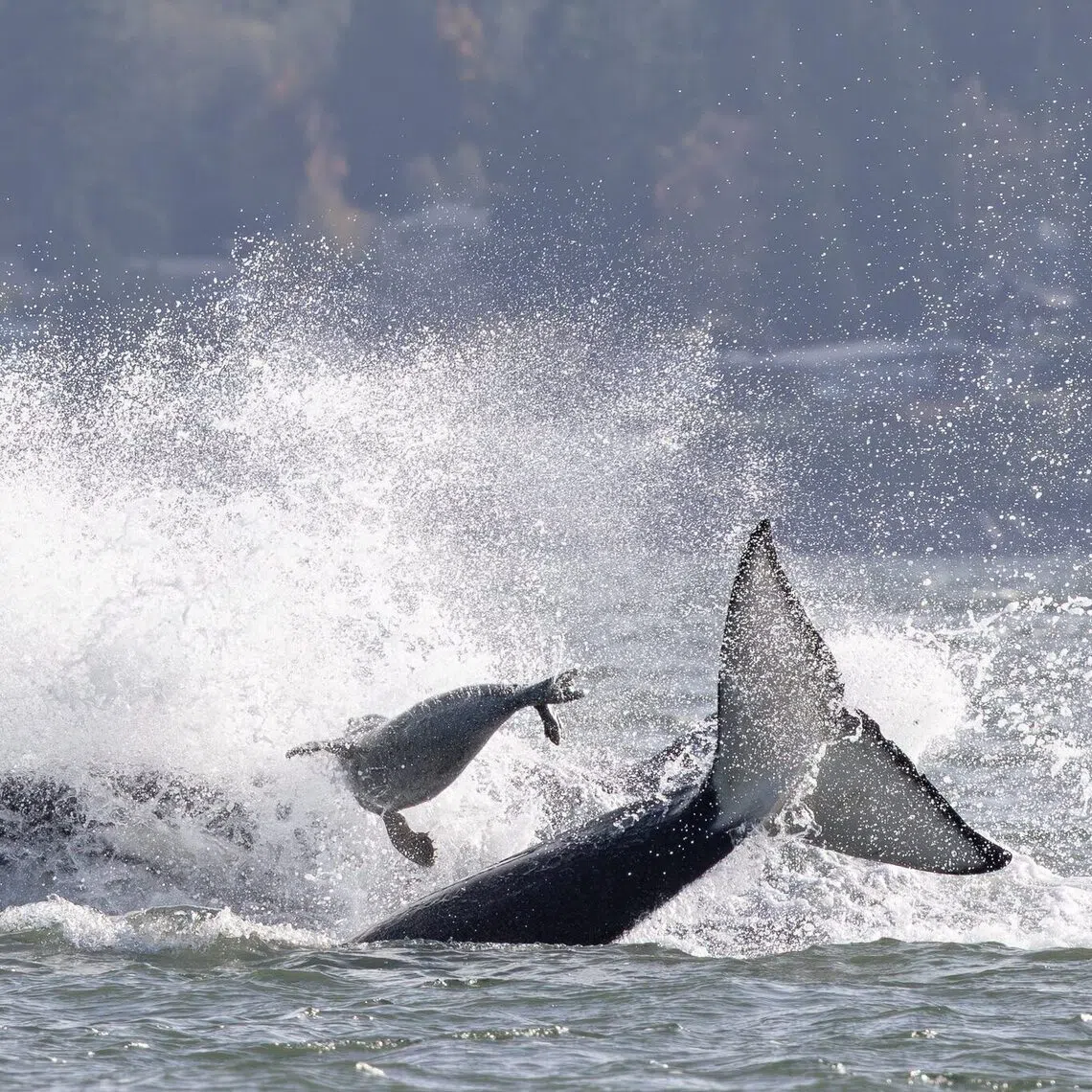 The pod, comprising seven to eight whales, saw the seal and when after it.