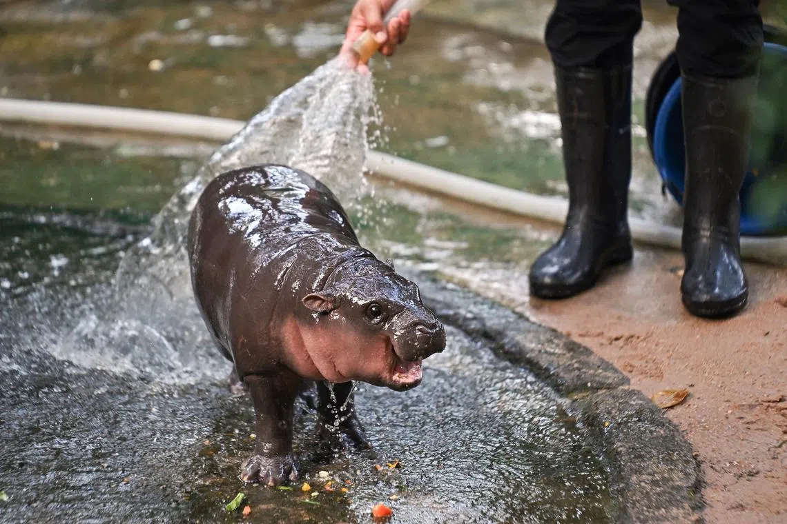 Moo Deng, a female pygmy hippo living in a Thailand zoo, has been routinely compared to a potato.