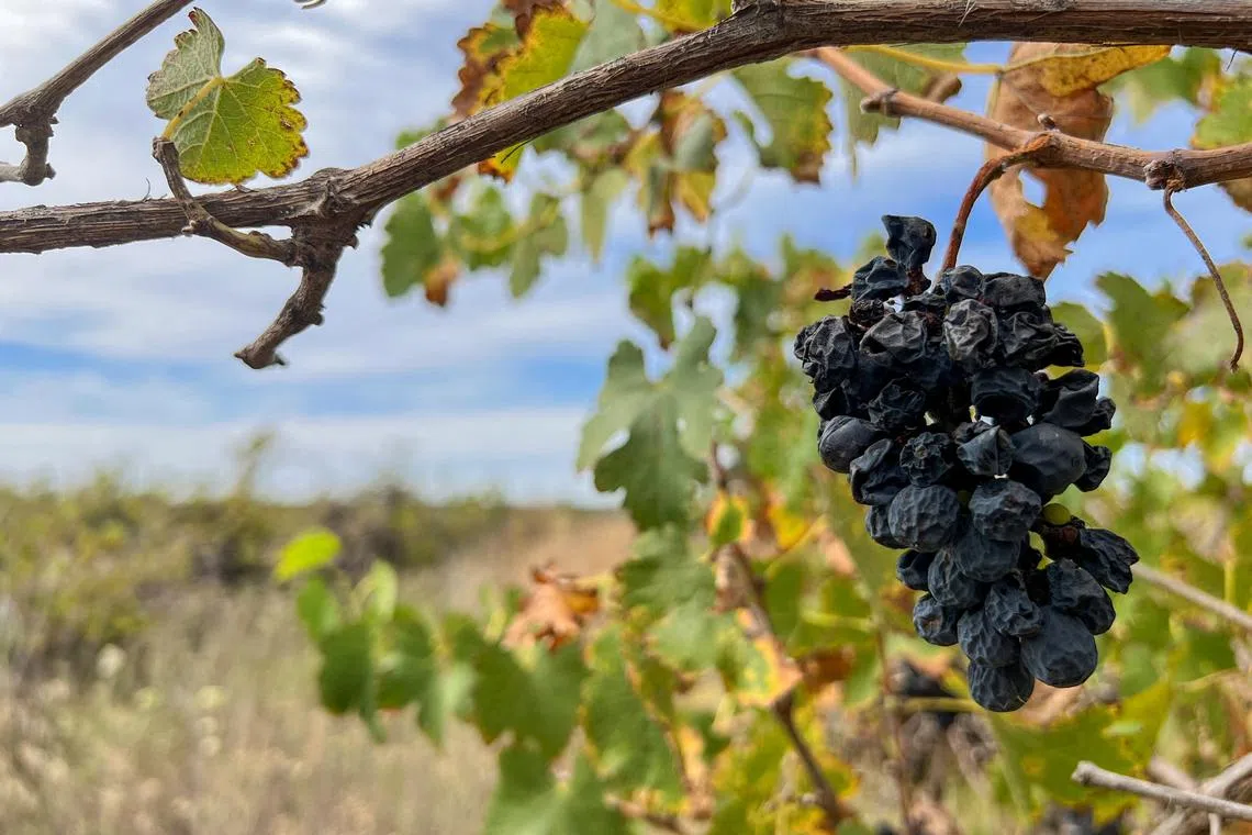 FILE PHOTO: Unpicked grapes wither on the vine near the town of Griffith in southeast Australia, February 26, 2024. REUTERS/Peter Hobson/File Photo