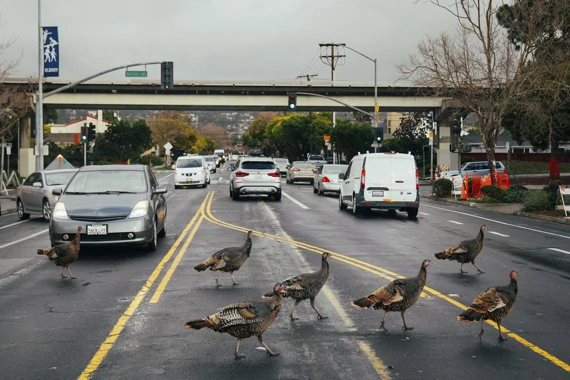 Birds cross the road through traffic after the rain lifted in Berkeley, California, Jan. 5, 2023. 