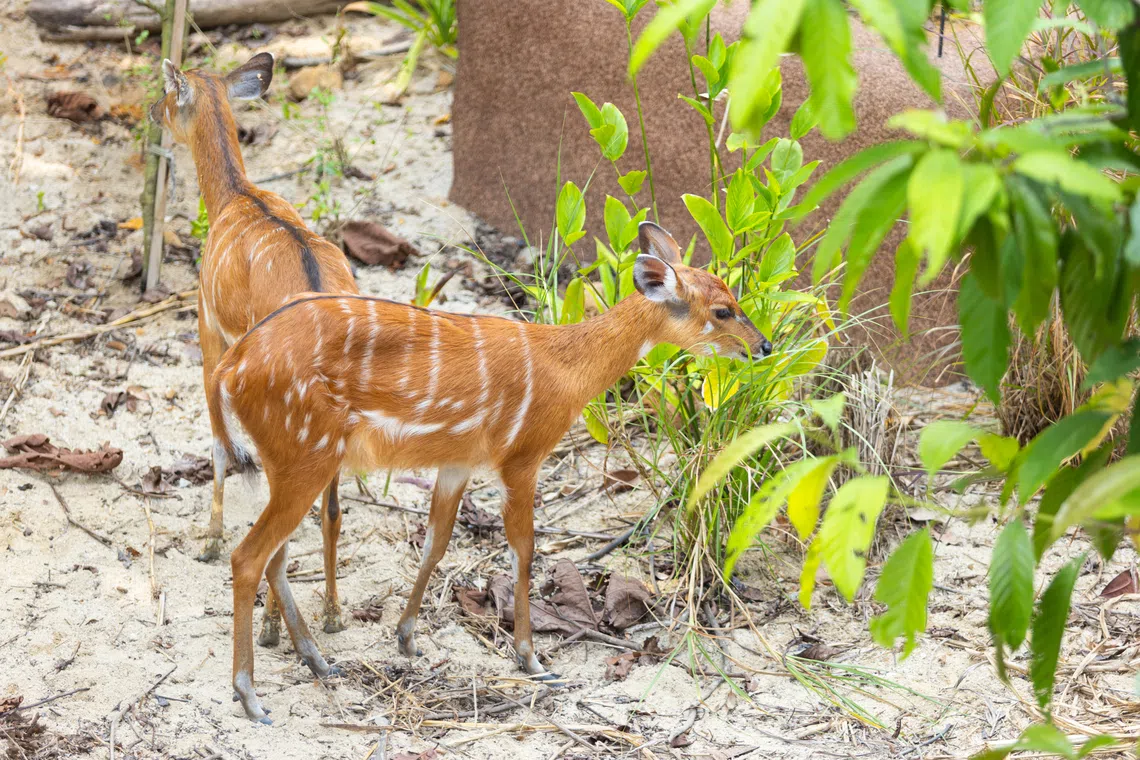 The sitatunga can be found in Rainforest Wild Adventure East.