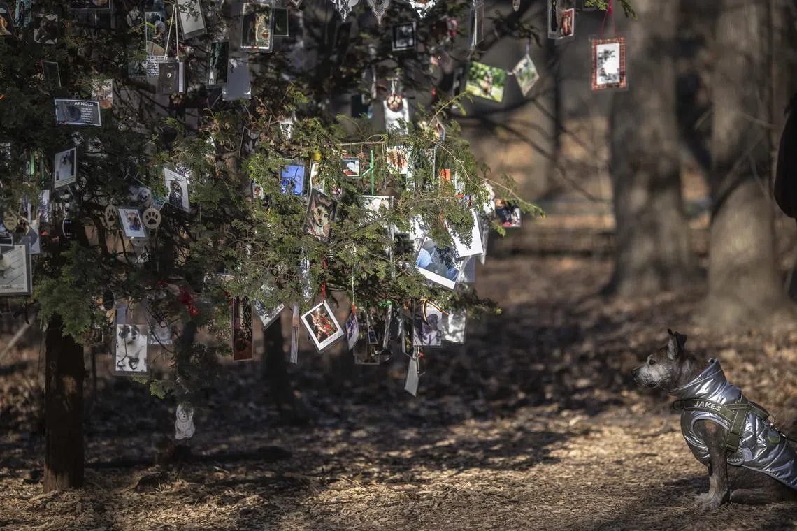 Decorated every year by the “Keeper of the Tree” and volunteers, the tree is a public expression of love.