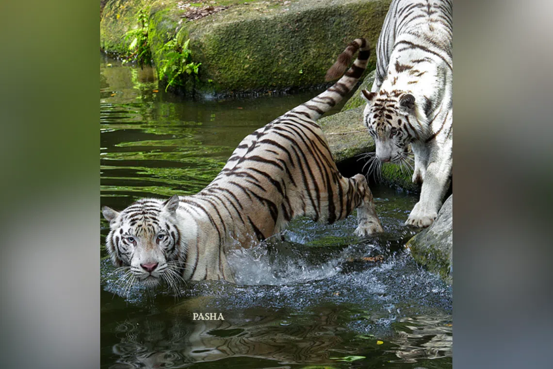 Night Safari’s white Bengal tiger euthanised