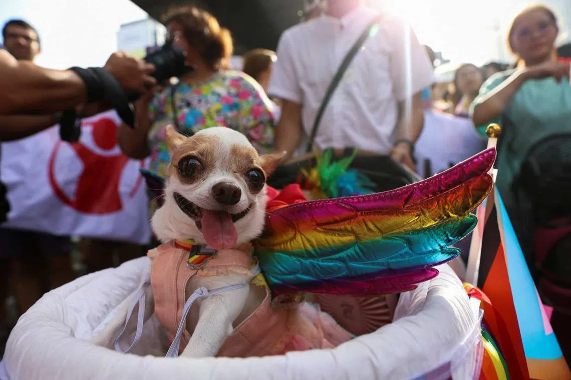 A dog wears rainbow wings during the annual LGBTQ Pride parade in Bangkok, Thailand, June 4.