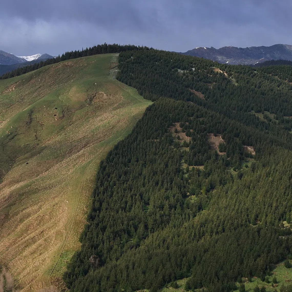 A pine forest borders a pasture owned by farmer Alex Renner near Pongaroa, New Zealand, August 5, 2026. REUTERS/Hollie Adams
