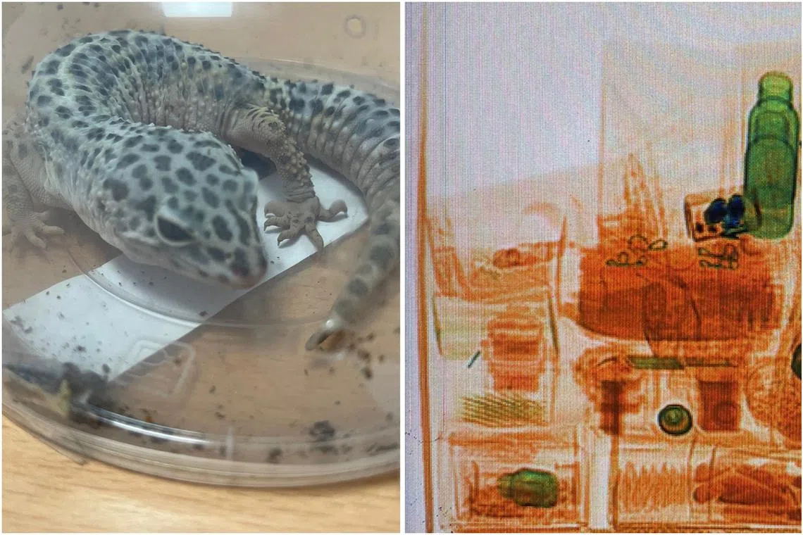 An attempt to smuggle a leopard gecko was foiled by the ICA at the Changi Airfreight Centre on Aug 3.