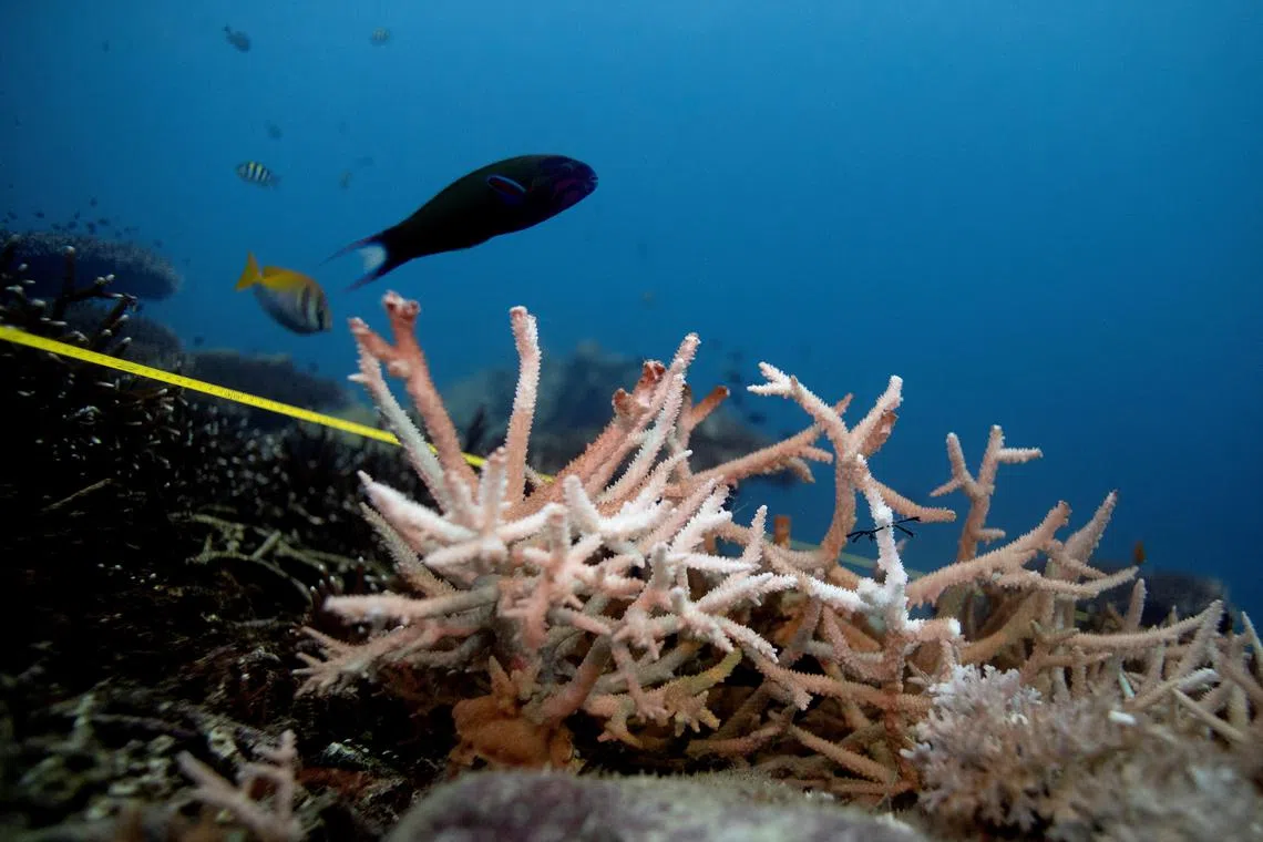 FILE PHOTO: A bleaching coral is seen in the place where abandoned fishing nets covered it in a reef  at the protected area of Ko Losin. Thailand, June 20, 2021. REUTERS/Jorge Silva/File Photo