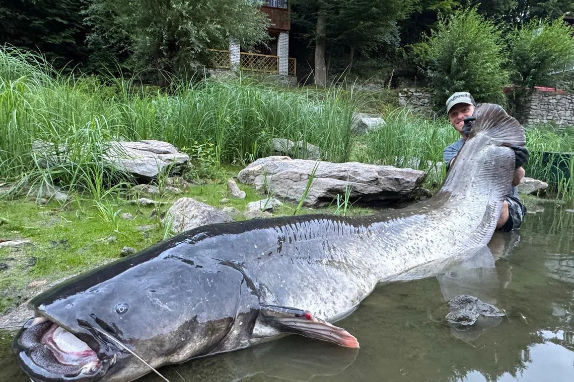 Mr Jakub Vagner with the 2.68m catfish he caught at Vranov Reservoir.