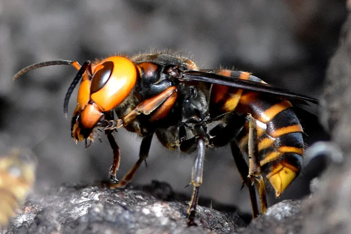 Father and son die after getting stung more than a 100 times by killer hornets in Laos