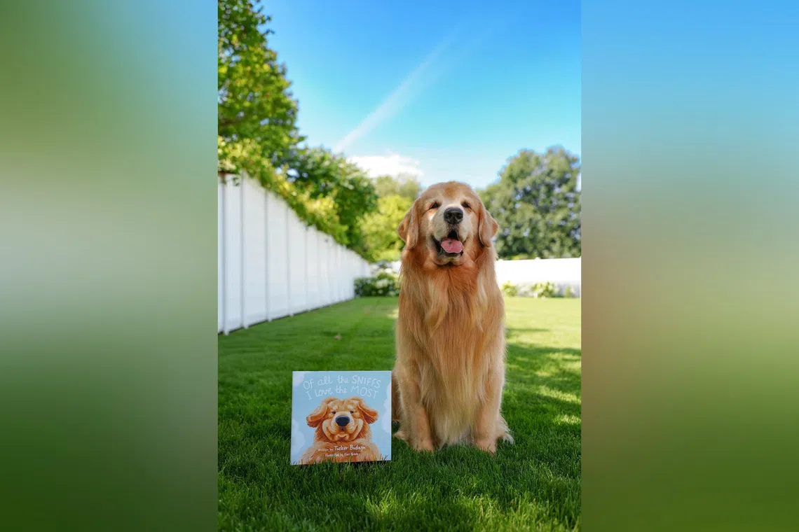 Tucker’s owner said the Internet canine star has started treatment and is “already considered to be in a partial remission after just one week”.