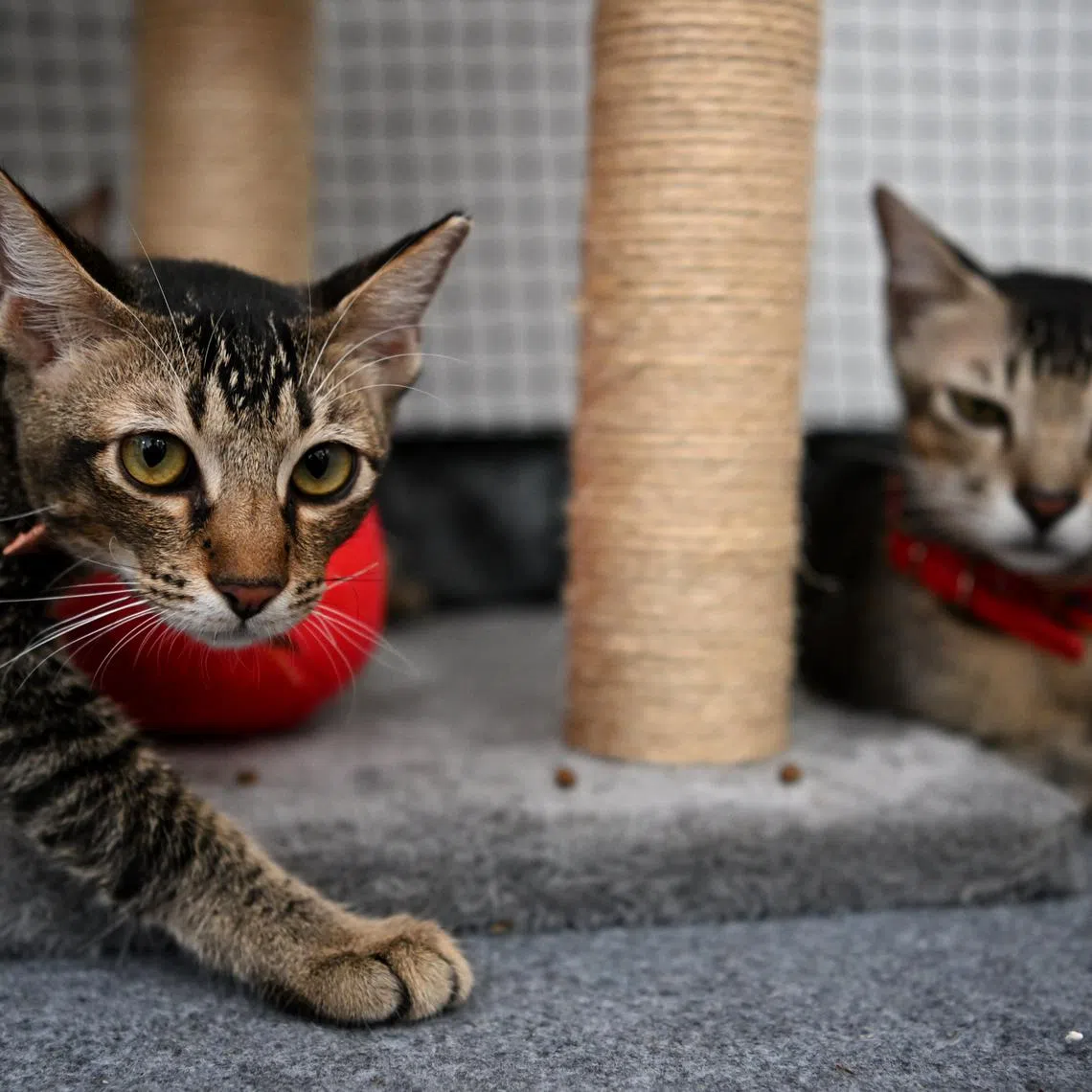 Cats up for adoption at the Pets’ Day Out at Bishan-Ang Mo Kio Park on December 2, 2023.