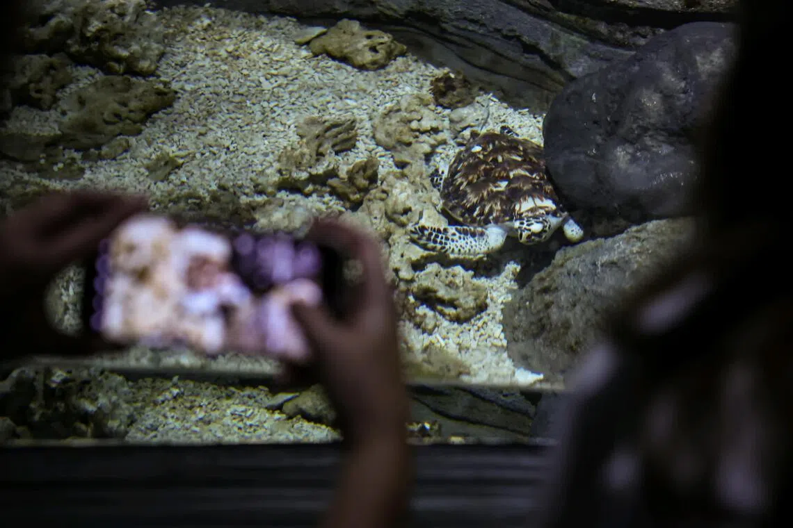 The Singapore Oceanarium, in partnership with NParks, is undertaking a hawksbill turtle head-starting programme that supports the care of eight hatchlings.