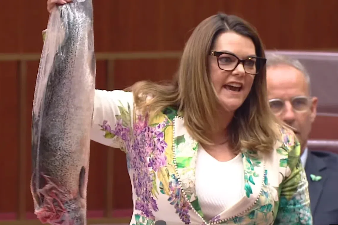Australian senator Sarah Hanson-Young accused the government of supporting a “toxic, polluting salmon industry”.