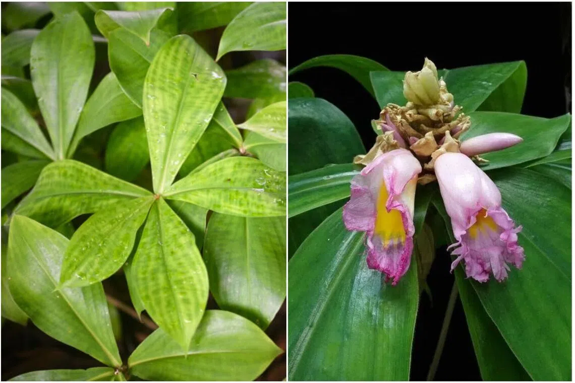 Non-flowering specimens of Costus fenestralis (left) can be found in shadier parts of the Ginger Garden, as the plant only flowered in climate-controlled facilities in July (right).
