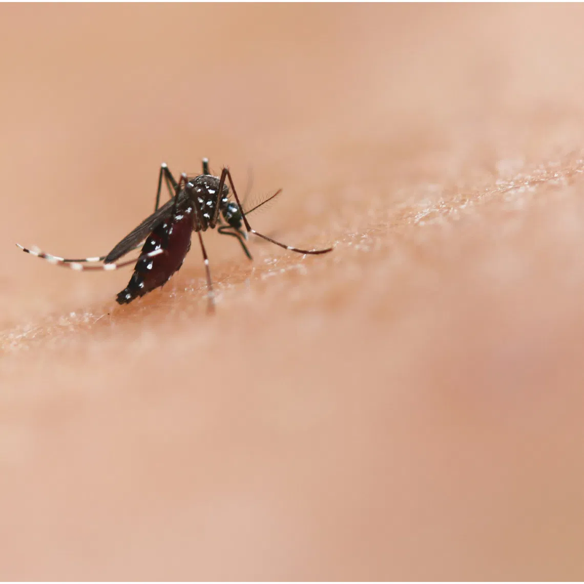 In 2020, disruptions caused by the Covid-19 pandemic led to a sharp increase in malaria-related mortality, with an additional 55,000 deaths counted that year.