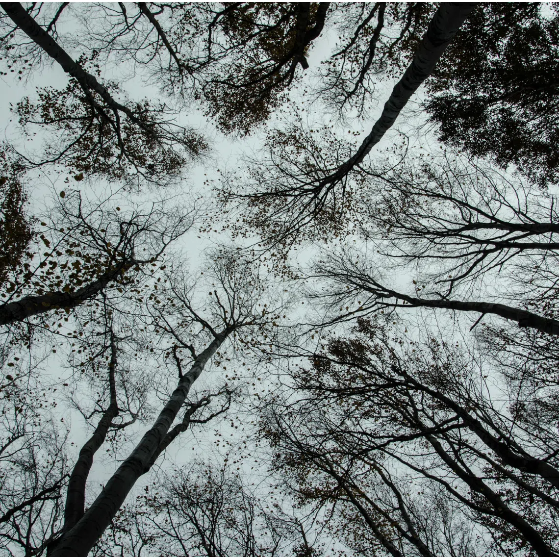 A local factory in Germany will use trees and other organic material to make chemical products used to manufacture items such as fleece jackets.