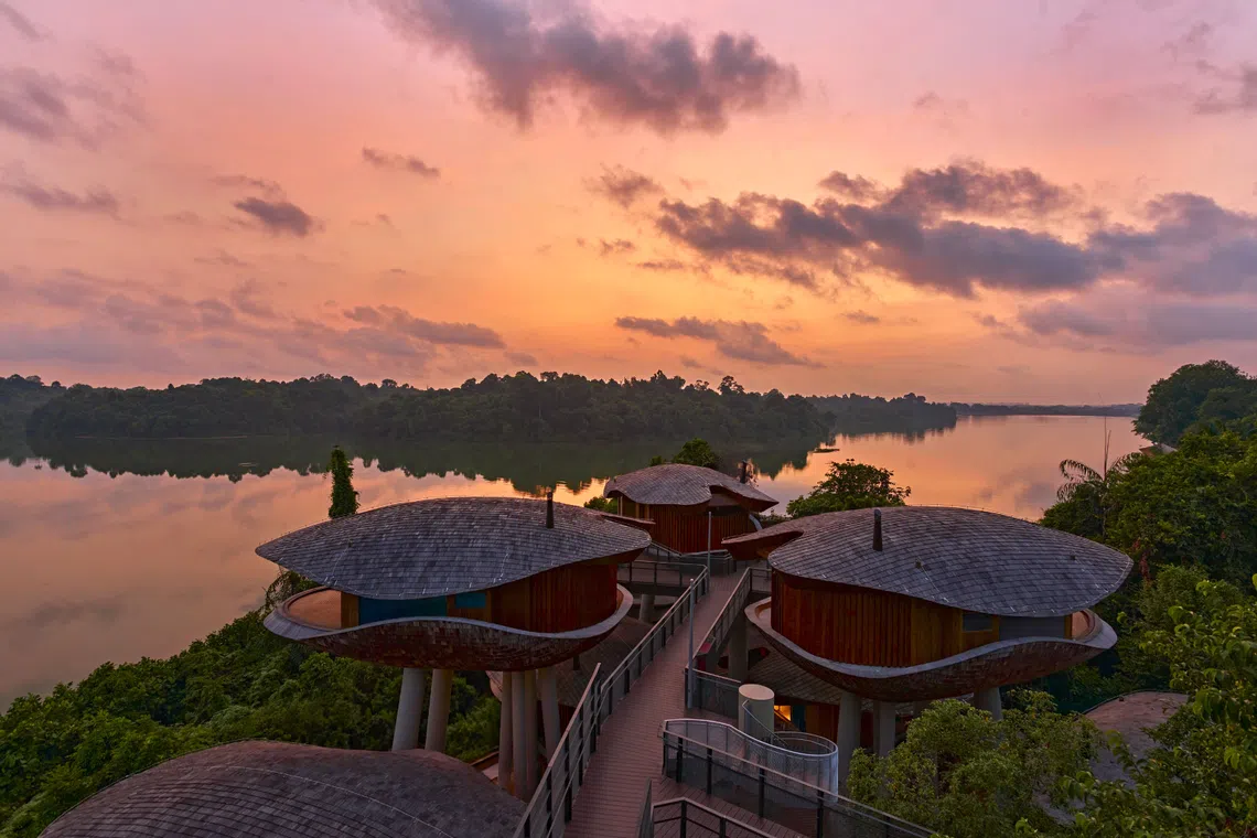 Whether you are tucked away in a luxurious tree house or unwinding in a cosy family room, every stay at Mandai Rainforest Resort by Banyan Tree lets you wake up to crisp forest air and the sounds of nature and wildlife.