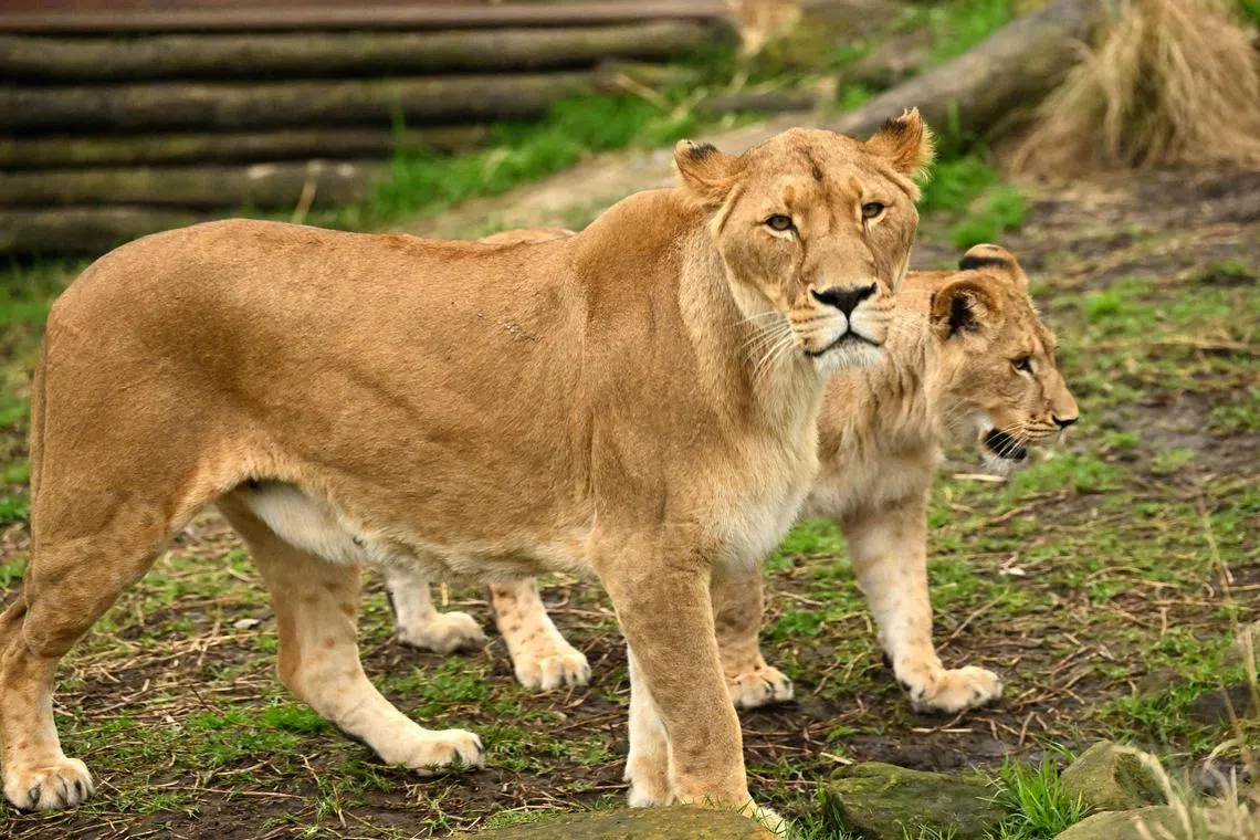 FILE PHOTO: One of the lions with her cub at the Taronga Zoo in Sydney on August 12, 2022.