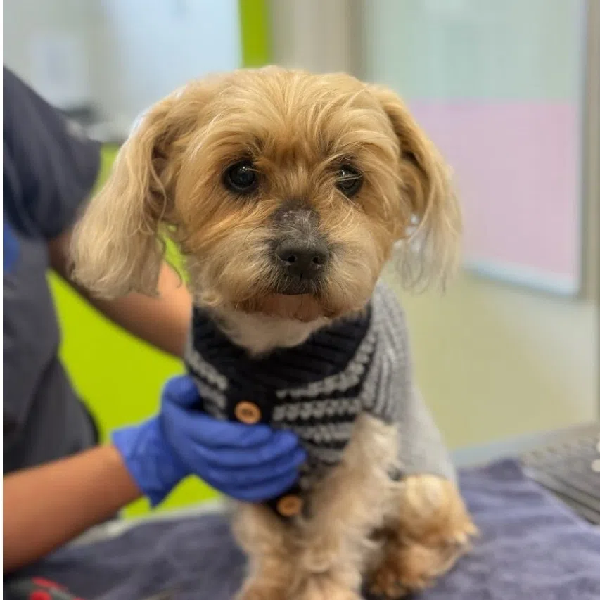 When Einstein was found, he weighed just 4.6kg, having lost almost 50 per cent of his body weight during his time away. 