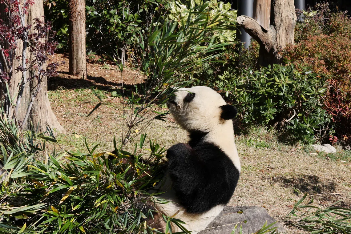 Japan’s last two giant pandas are headed to China and fans just cannot bear it