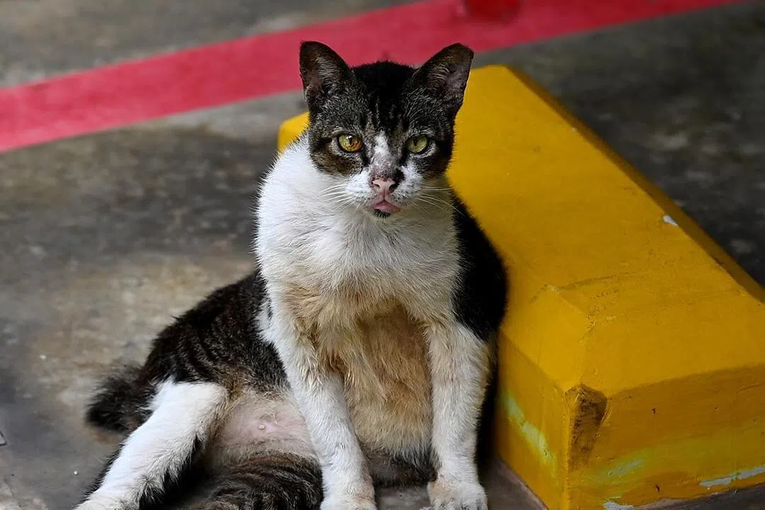 SPCA investigated a total of 608 confirmed cases in 2025, a decline from the 961 seen in 2024, according to its annual report.