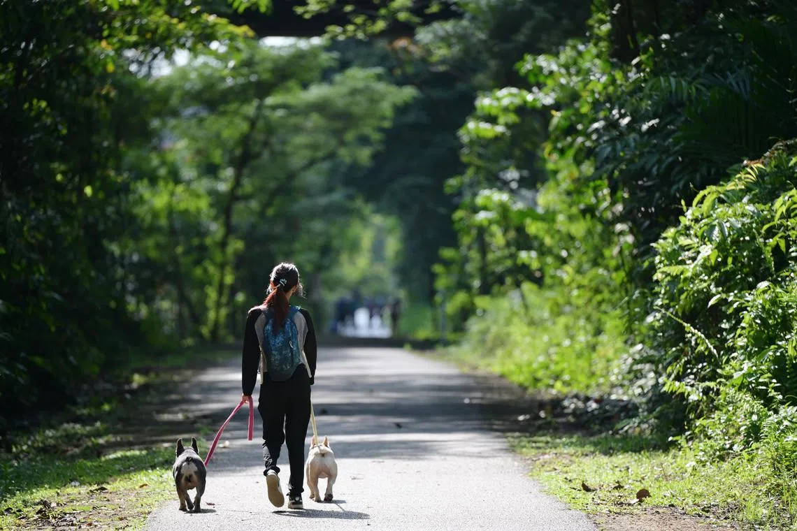 Dog breeds that are known for being gentle, stable and friendly are preferred for the programme. 