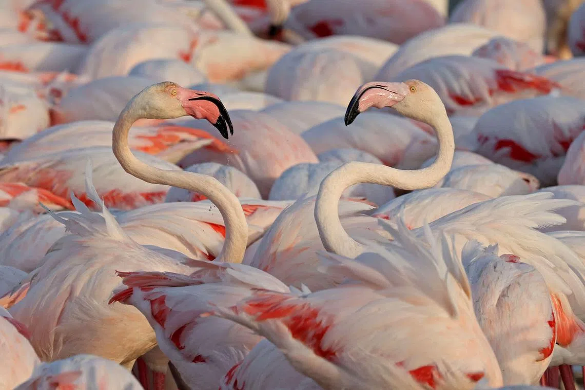 A flamboyance of flamingos gather at the Ras al-Khor wildlife sanctuary in Dubai.