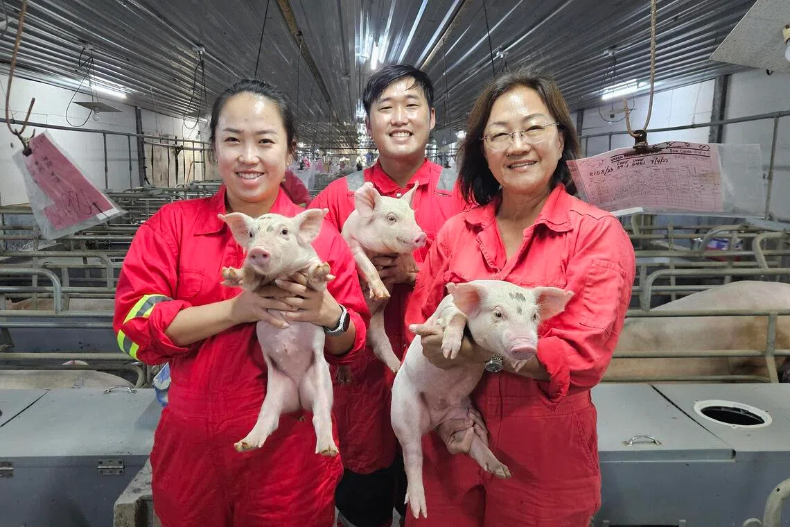 Sarawak wants more pig farms, even as other Malaysian states raise a stink