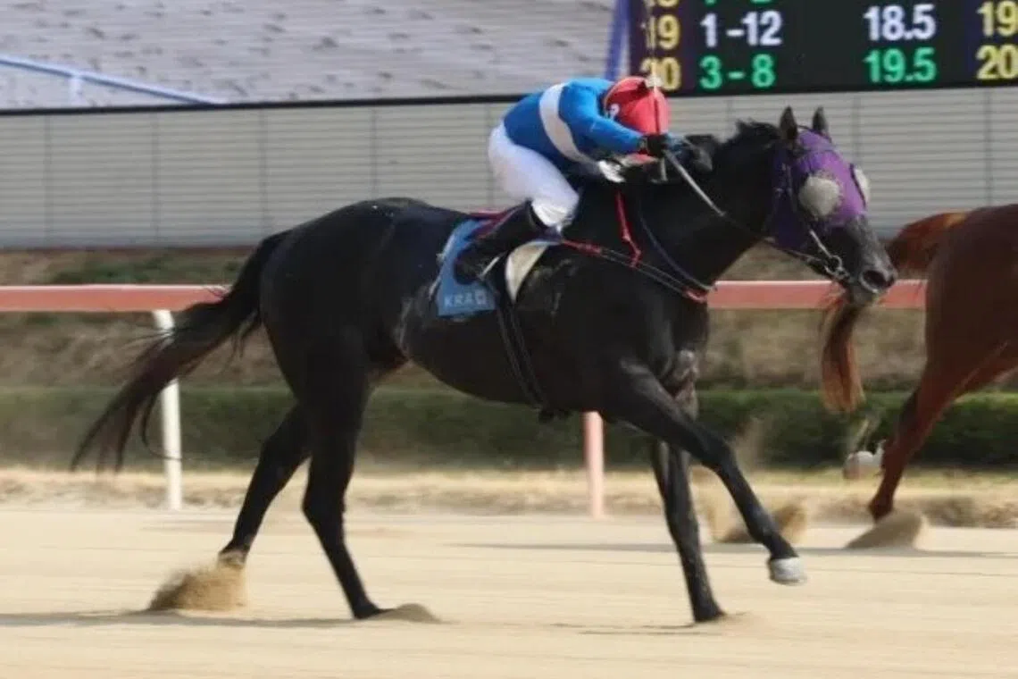 Funny Wild landing the Grade 2 KRA Cup Mile (1,600m) in Busan on May 29. The Choi Ki-hong-trained galloper will probably start as favourite in the Grade 2 Minister's Cup (2,000m) in Seoul on June 7.

PHOTO: KOREA RACING AUTHORITY