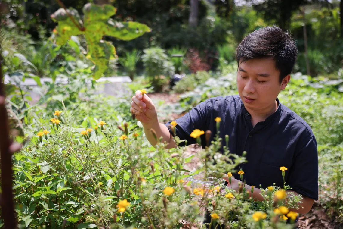 hyfarm ST20230620_202385562094 Ong Wee Jin / Tan Hsueh Yun / 

Marigold.

A private home in Bukit Timah has been turned into the farm, with vegetables growing on the land, and fish growing in the swimming pool.

Photographed on June 20, 2023.
