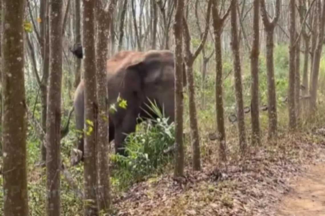 The elephant’s drug-busting operation went viral on Weibo and charmed netizens are now hailing the helpful animal as a “secret agent”. 