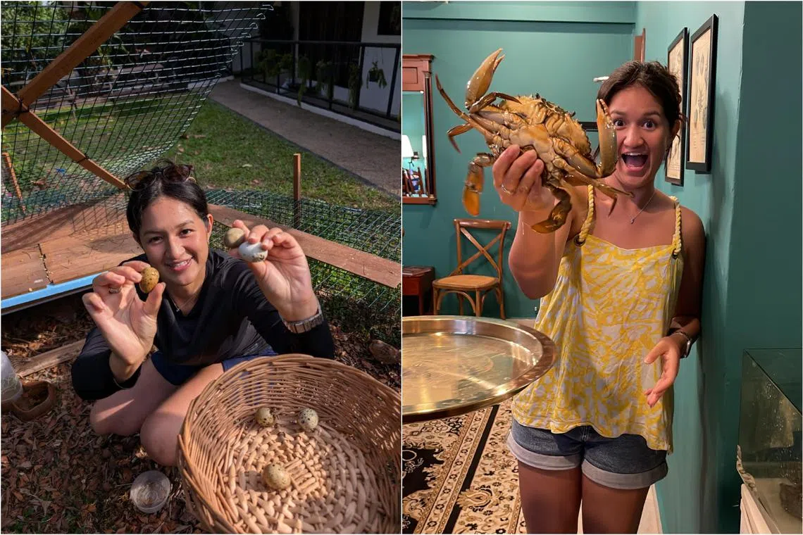 The writer harvested six eggs from the quail coop and handled a live crab as part of experiences at boutique farm stay House of Melissa Evelin.