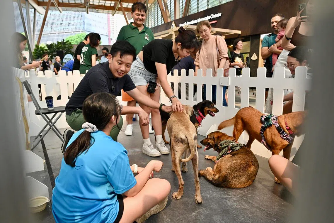 Minister of State for National Development and Foreign Affairs Alvin Tan at the Paws in the City event on Aug 28.