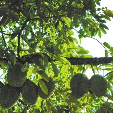 A durian tree bears fruit in Yingjiang county, Yunnan province.