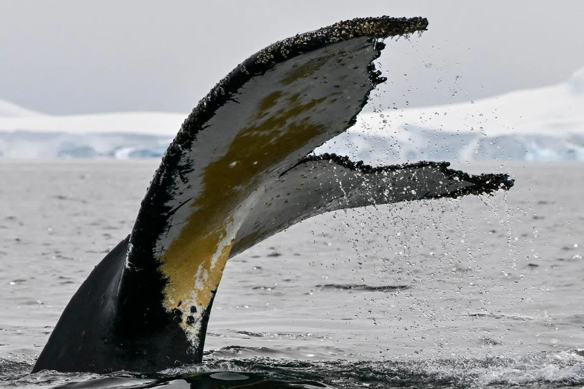 The significance of whales to Maori and other Indigenous groups is twofold.