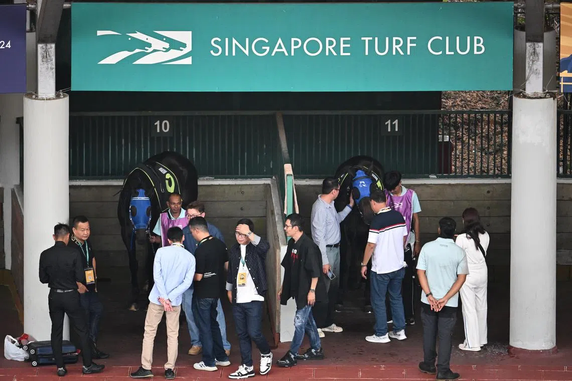 Stable staff and horse owners, along with trainers, preparing their horses for the race at the parade ring at the Singapore Turf Club on October 5, 2024.